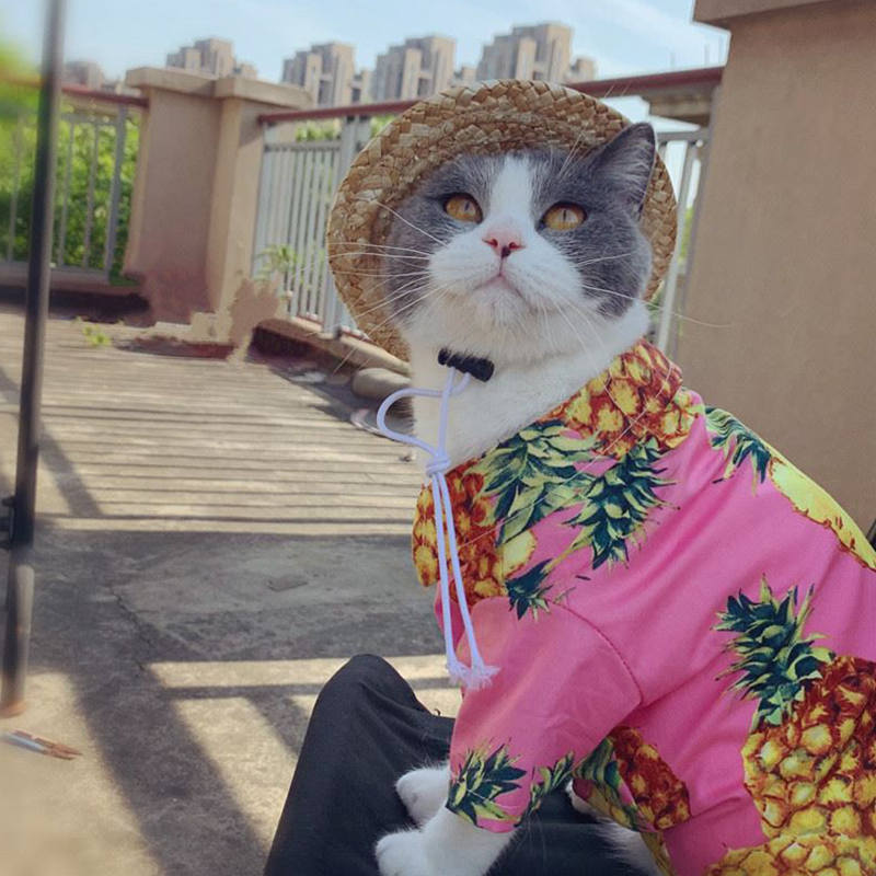 Pink pineapple pet clothes